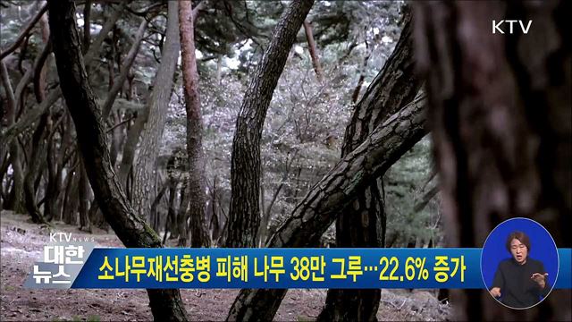 소나무재선충병 피해 나무 38만 그루···22.6% 증가