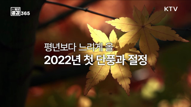 산이 붉게 물드는 가을, 2022년 첫단풍은? [일상공감365]