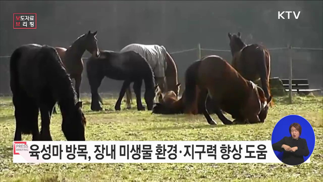 육성마 방목, 장내 미생물 환경 개선·지구력 향상 도움