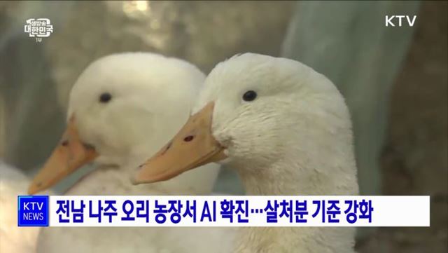 전남 나주 오리 농장서 AI 확진···살처분 기준 강화