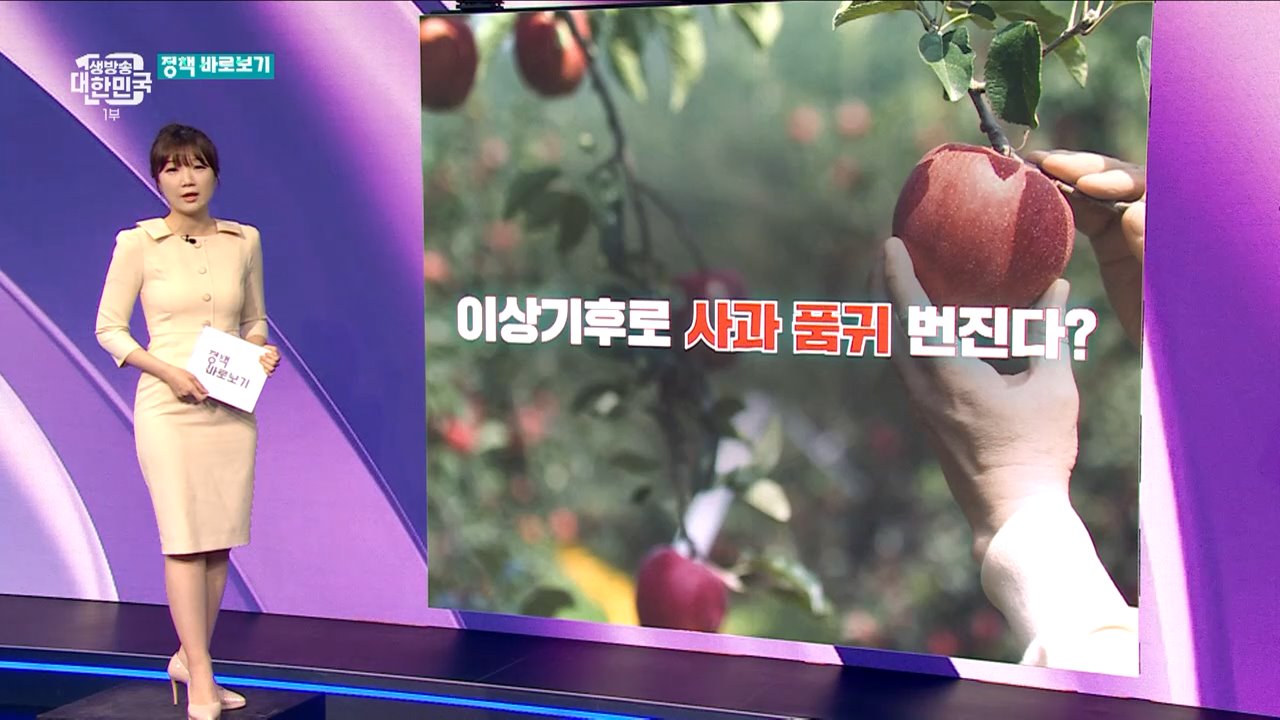 사과 착과 불량 잇따라···'금사과 대란' 조짐? [정책 바로보기]