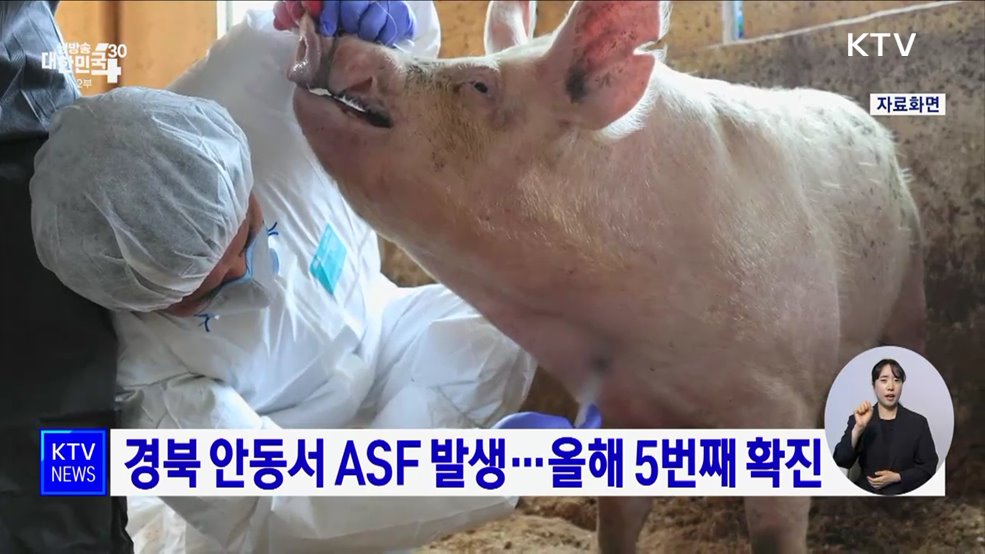 경북 안동서 ASF 발생···올해 5번째 확진