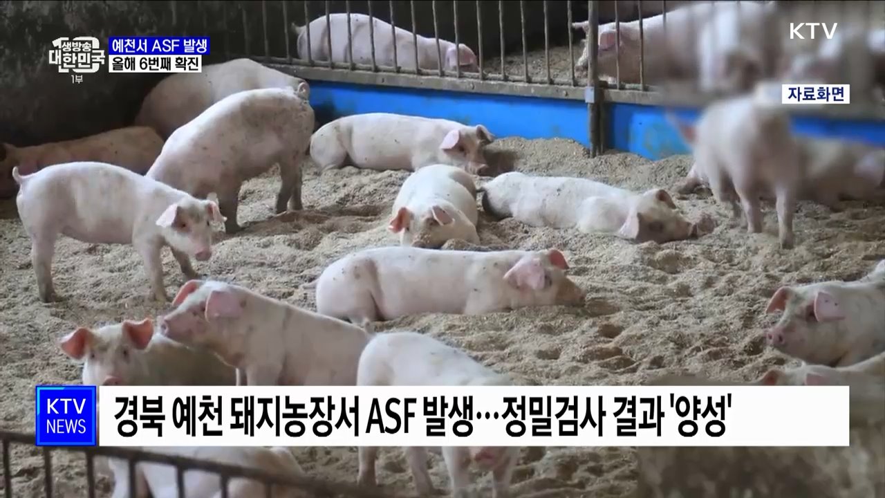 예천 돼지농장서 ASF 발생···올해 6번째 확진