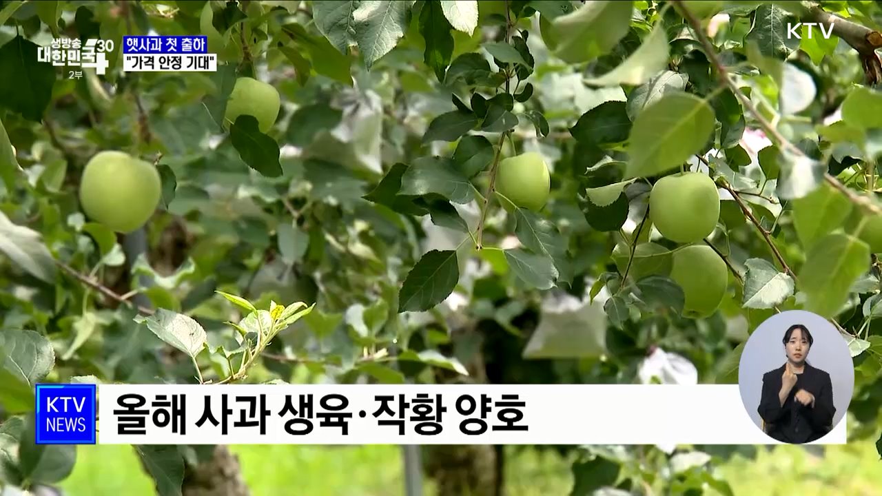 햇사과 첫 출하···"작황 양호·가격 안정 기대"