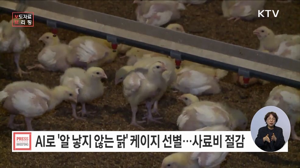 '알 낳지 않는 닭' 케이지, 인공지능으로 선별한다