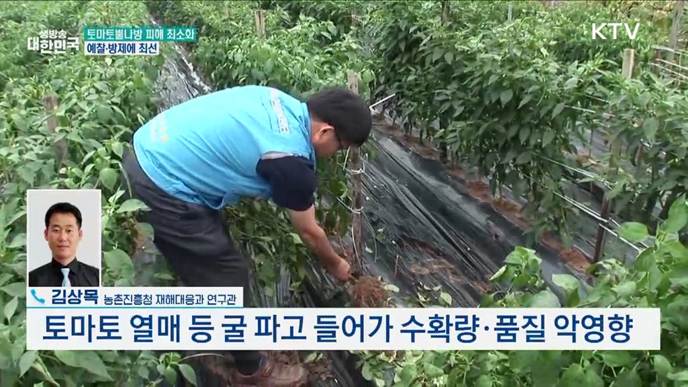 토마토뿔나방 피해 알고도 조치 안 취했다? [정책 바로보기]